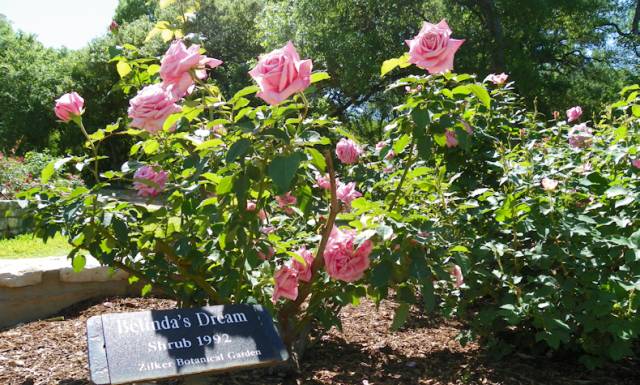 干货分享种植小技巧,混合花境设计与种植建议