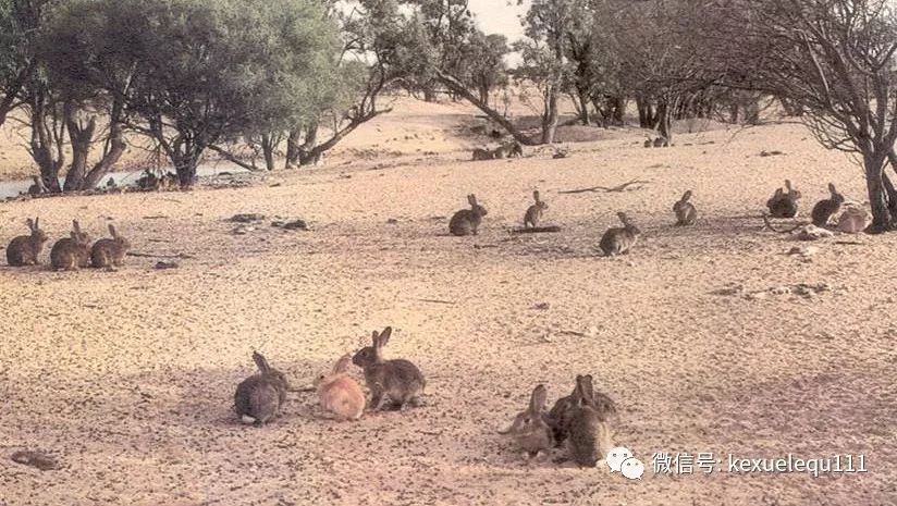 杀死一只兔子的预兆,杀死兔子的方法