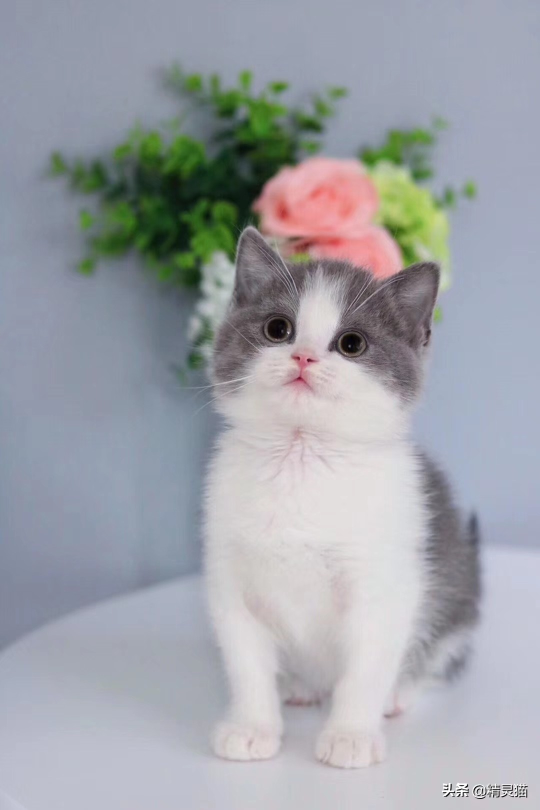 给猫咪买猫粮怎么看配方,猫粮不懂怎么选品牌