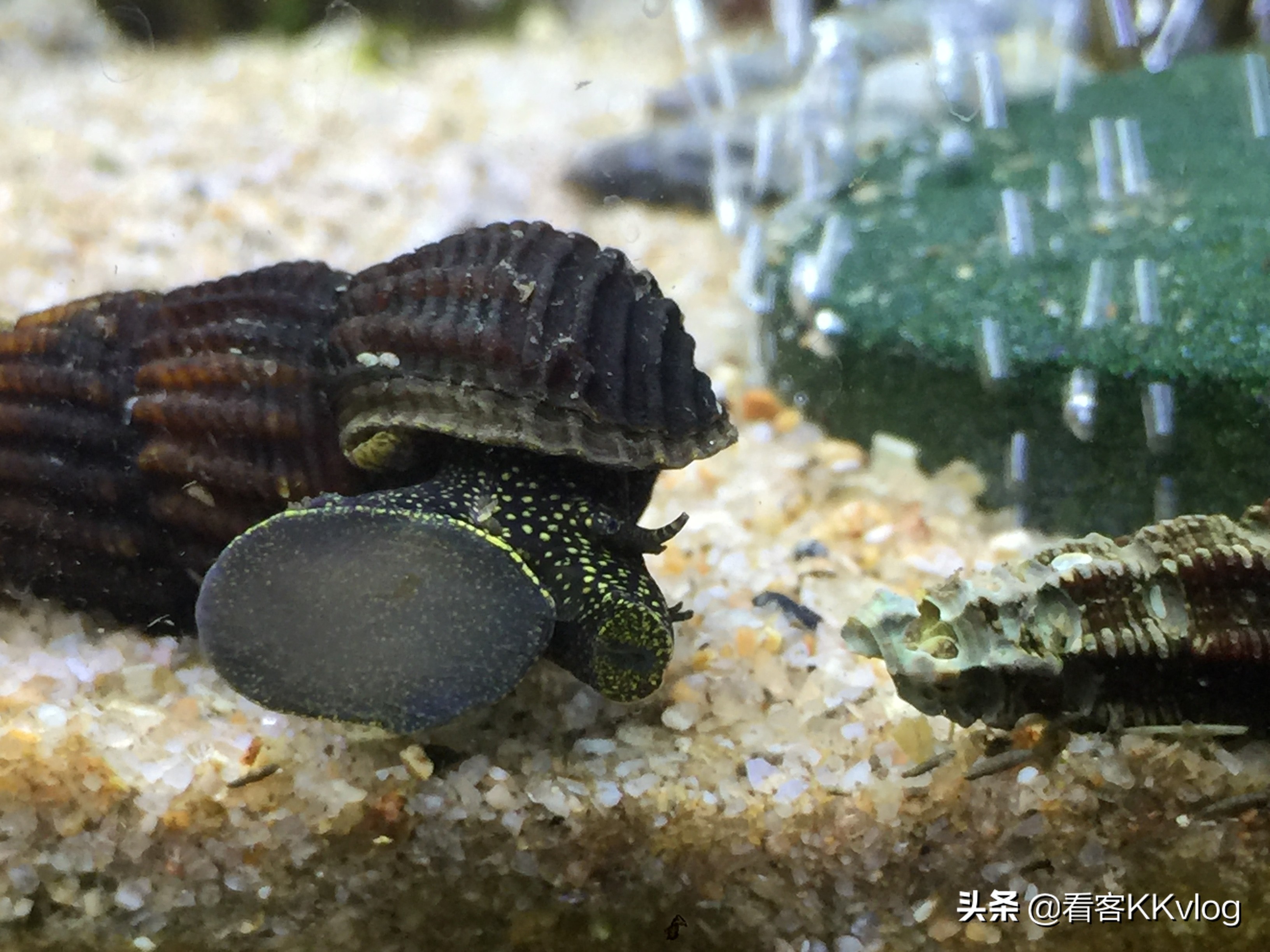 可以在缸内繁殖的观赏螺,观赏螺入缸步骤