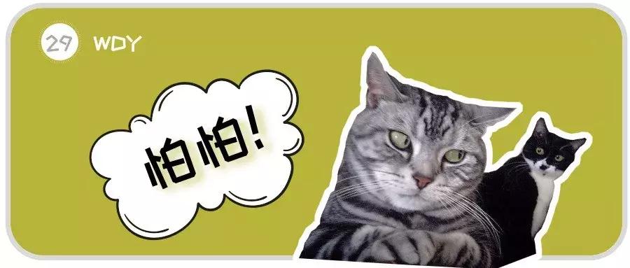 关于猫的100个冷知识和方法,3-6岁动物冷知识