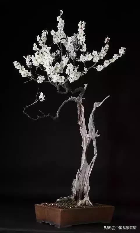 舍利干的历史,舍利干盆景图