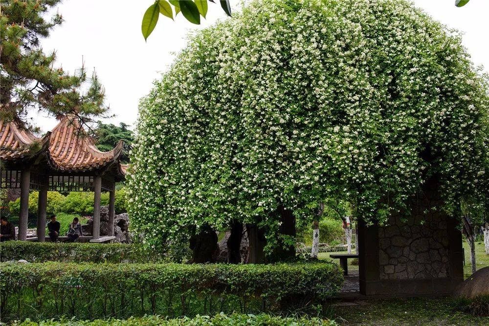 南京小众景点,南京小众花园秘境