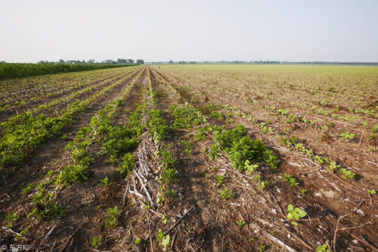 草甘膦还不会用？打后几天可以播种农药？这里一起告诉你