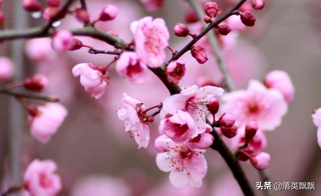 落英悠然经典诗句,落英原创古风诗句