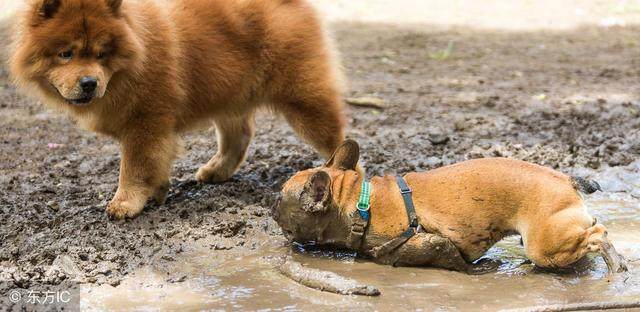 养狗新手养松狮可以吗,松狮犬掉毛厉害吗