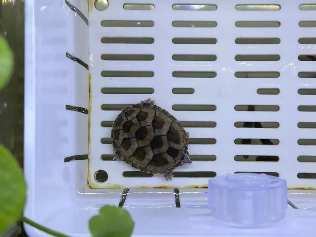 100只乌龟的养殖方法,乌龟怎么养得有灵性