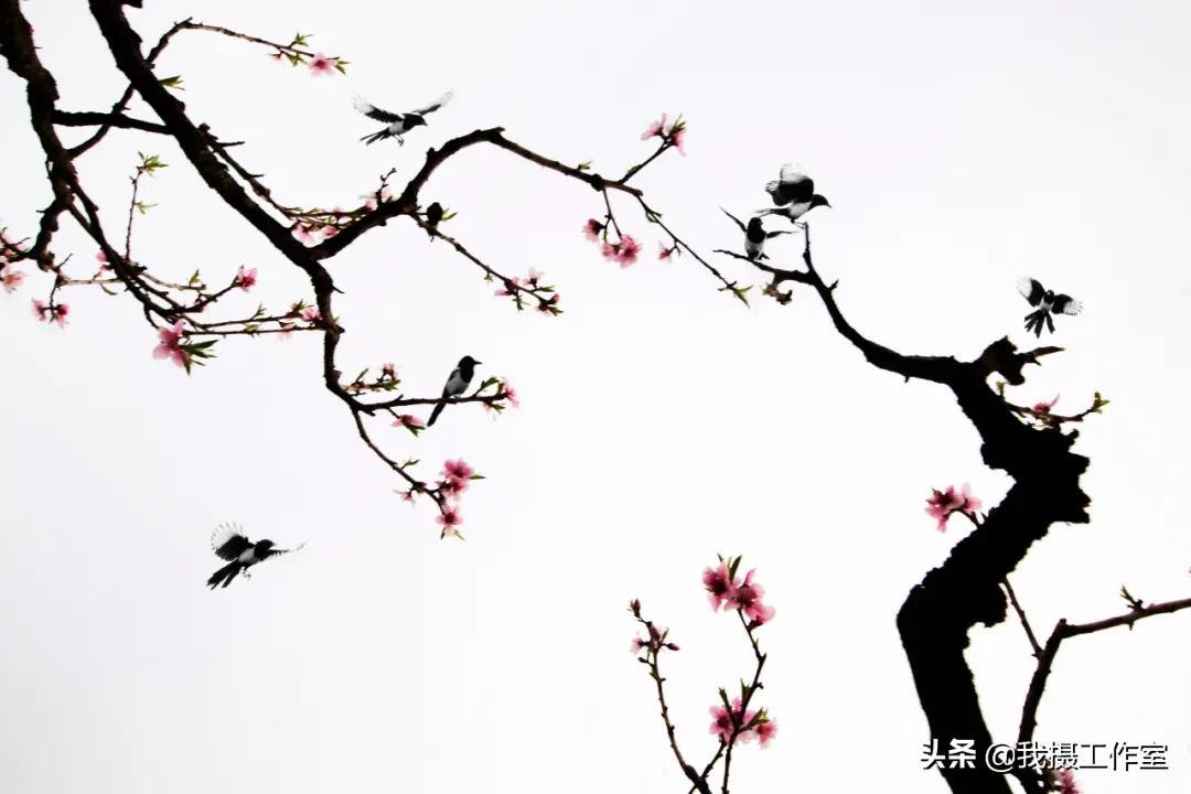 第16届国际摄影艺术展获奖作品,第29届全国摄影艺术展览作品集