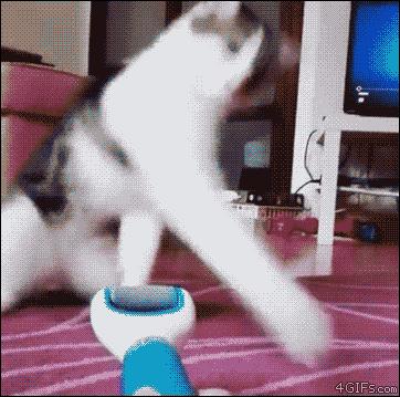 猫和老虎能杂交生育吗,猫和老虎可以生育吗