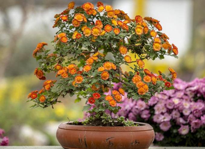 菊花茉莉徒长不开花,小菊花盆栽买回来没多久就蔫了