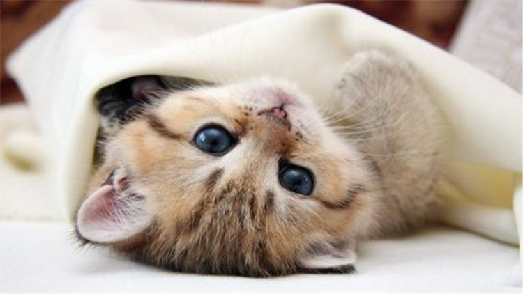 准备怀孕养猫的好处和坏处,家里养猫养狗的好处和坏处