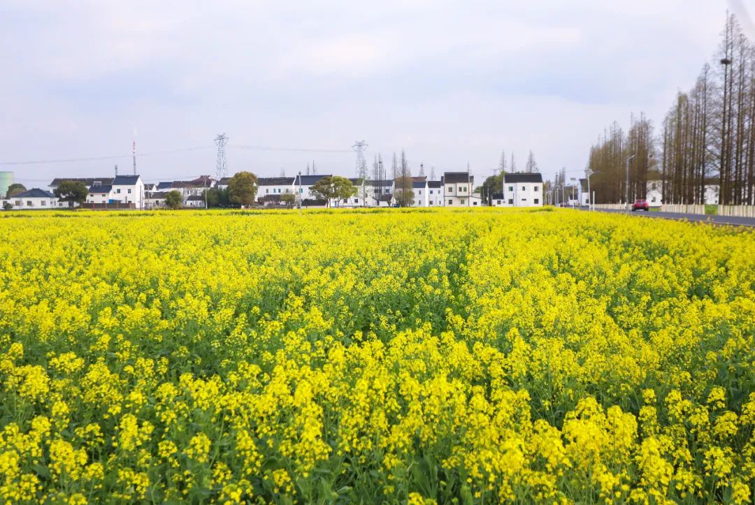 苏州的农村风光,苏州水乡农村风景