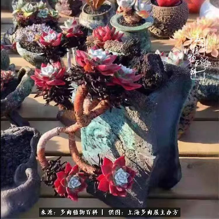 2023多肉展会直播,2023上海多肉植物展
