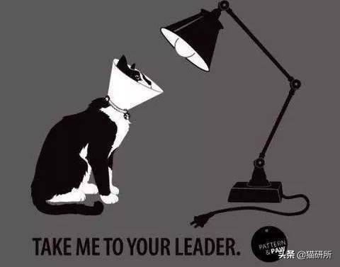 伊丽莎白圈猫咪,伊丽莎白圈有危险吗