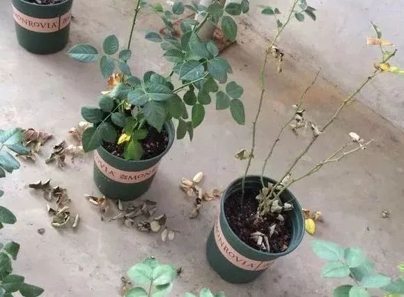 月季杀虫最有效液,什么植物可以帮月季杀虫