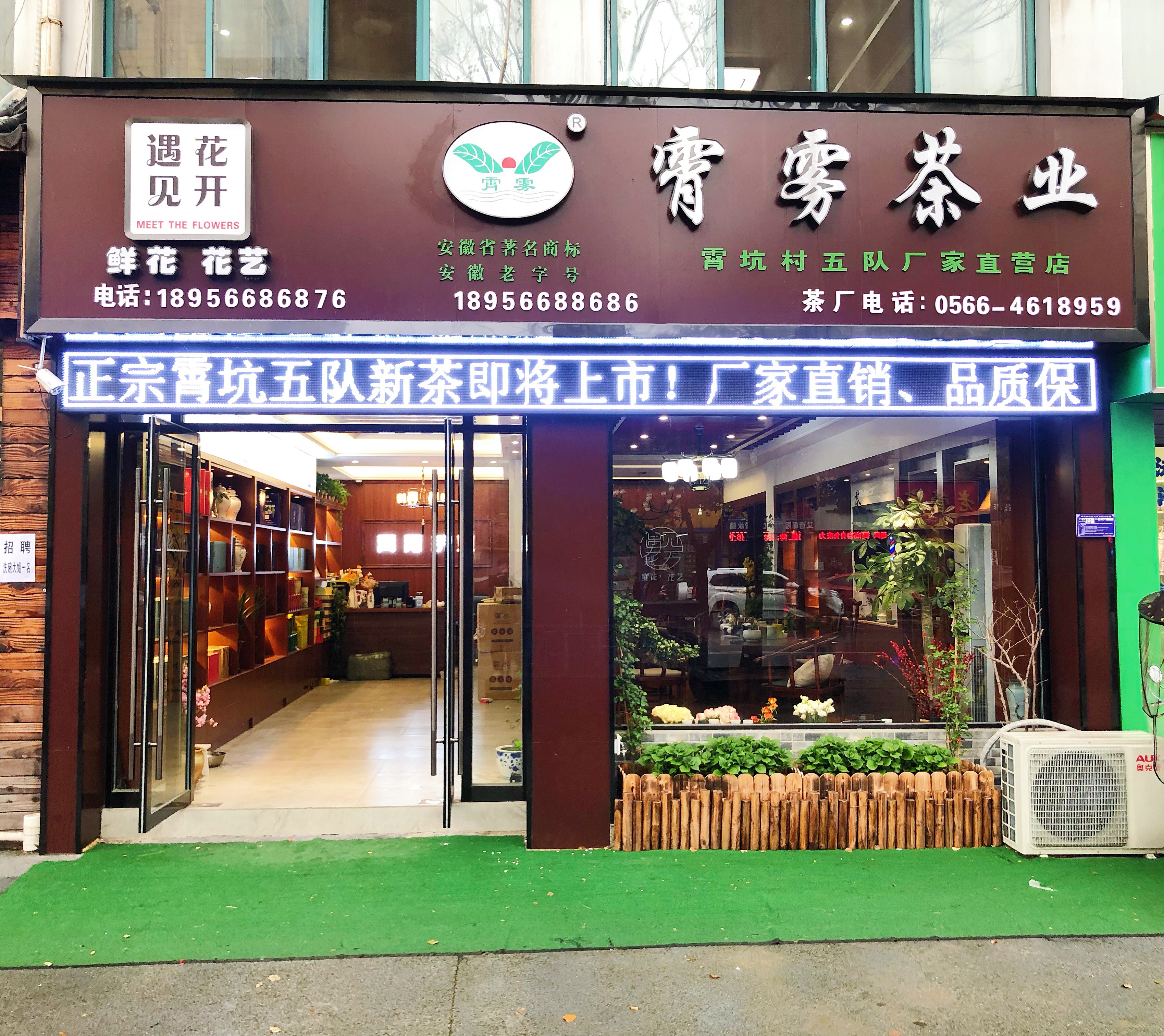 春风三四月,霄坑春茶不负卿