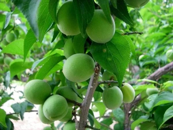 大干皮用的身体乳推荐,女生干皮冬季身体乳推荐