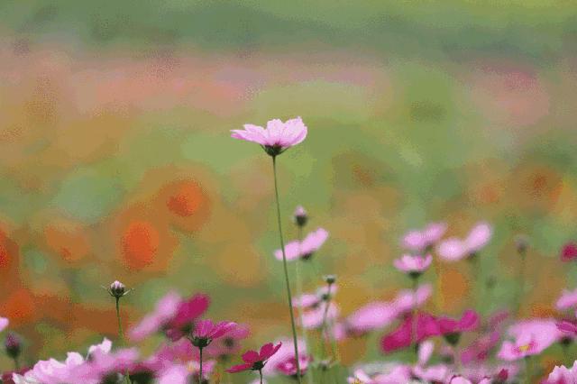 深圳爆发流感吗,深圳有没有大规模爆发疫情