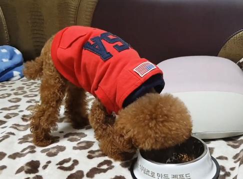 老人被小狗咬了有什么征兆,被溺爱的狗狗如何纠正