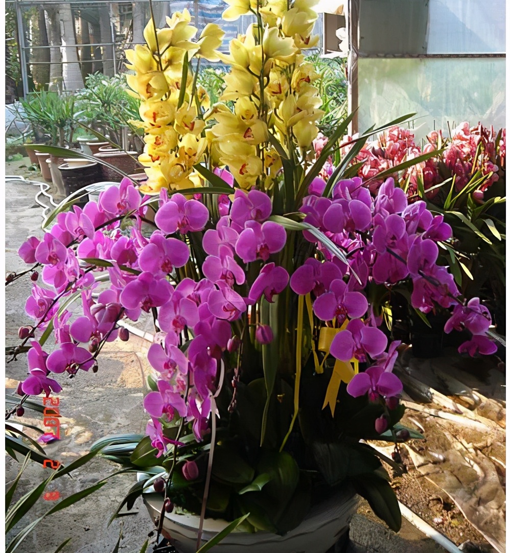 蝴蝶兰花开败了要扔掉吗,蝴蝶兰花谢了就扔