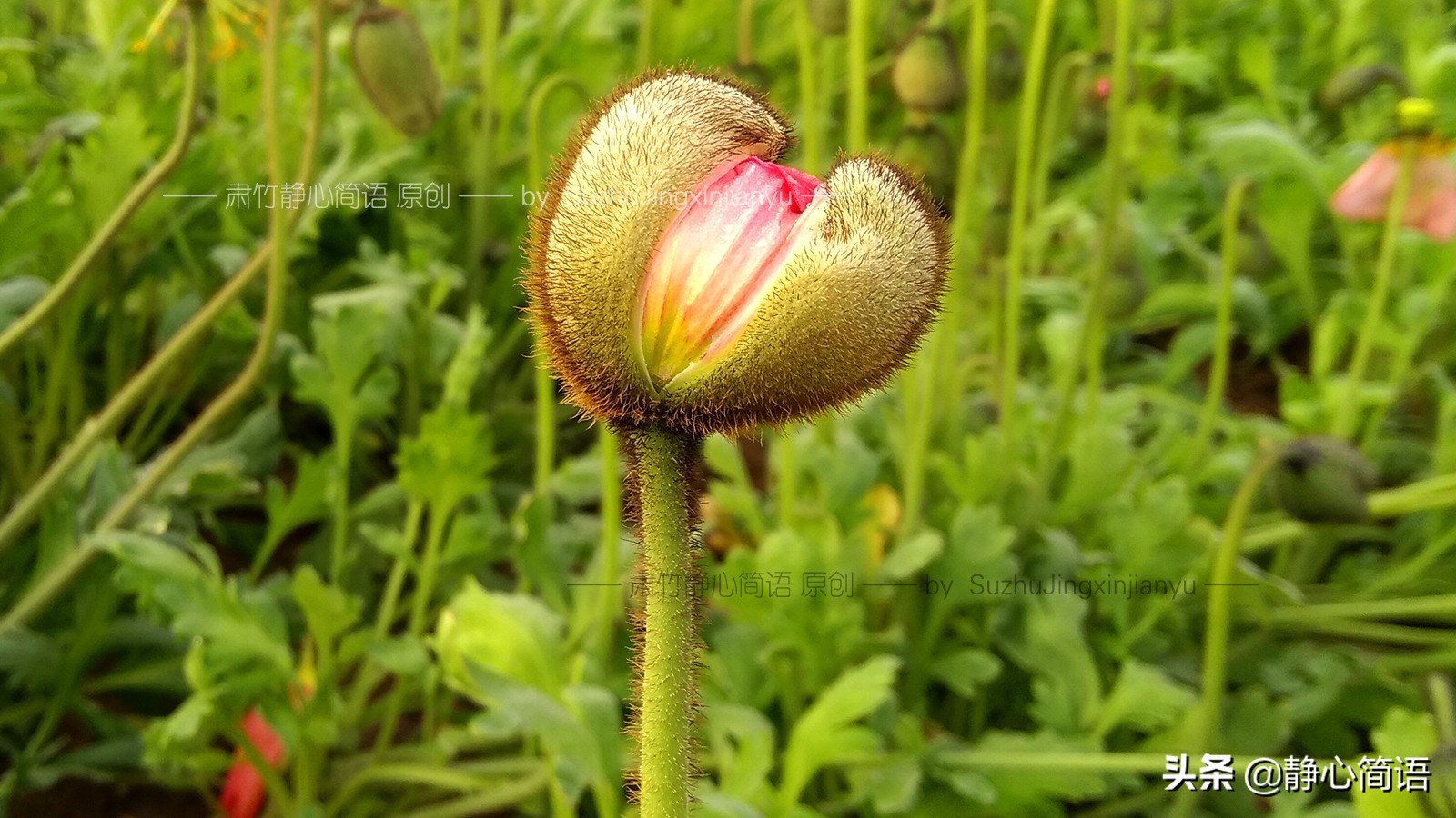我也曾是学霸，不是因为我多强，是因为环境太差