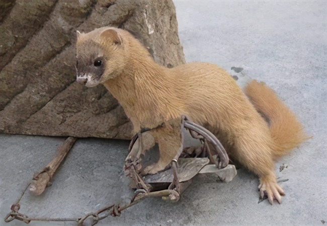 为什么老祖宗说黄鼠狼不能杀,老祖宗说黄鼠狼为什么不能杀