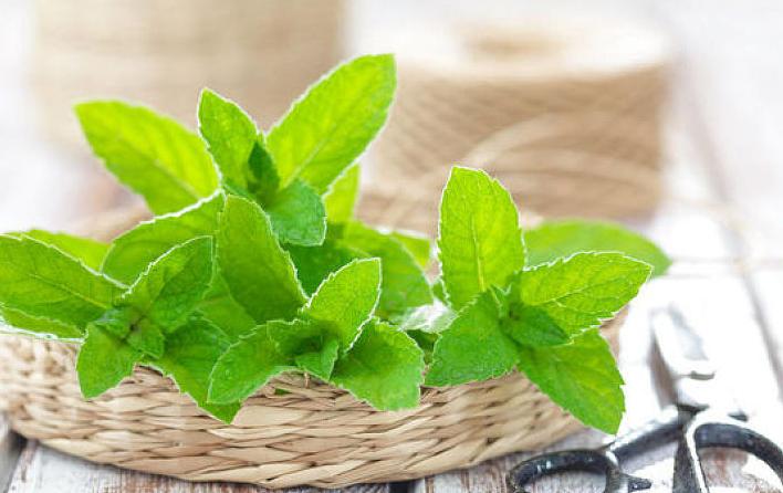 薄荷的解表功效,与薄荷有关的功效