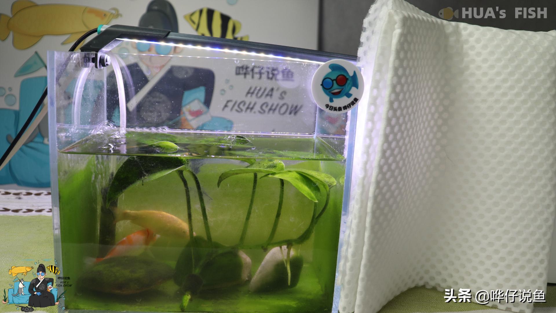 鱼缸养锦鲤每天洗过滤棉,养鱼鱼缸过滤棉怎么清洗