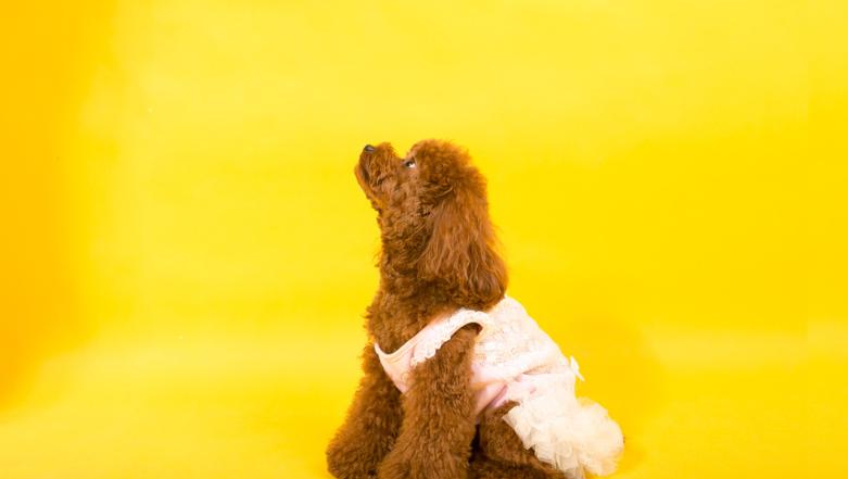 怎么了解泰迪的动作,泰迪的动作表达了什么