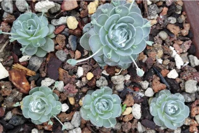 最全多肉图鉴大全,图鉴植物