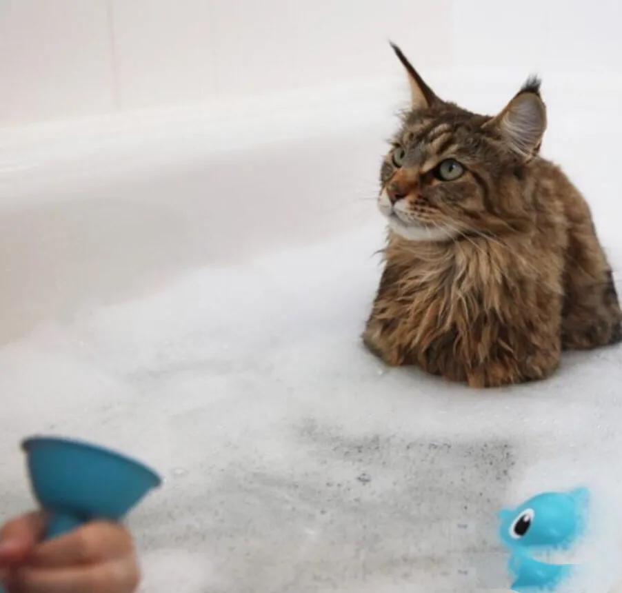 凯米尔斯缅因猫,缅因猫是温柔的巨人吗