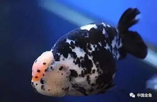 最贵的金鱼排行榜前十名,最贵的观赏金鱼排行榜