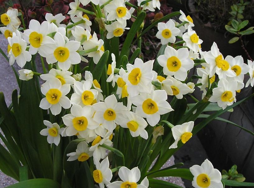 6种花开花时间,六种短命花