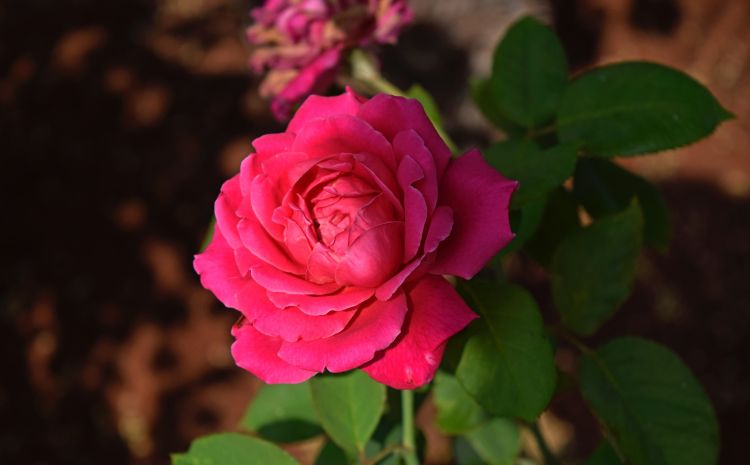 天秤座女生友情彻底失望的表现,天秤座彻底失望后就不会回头了吗