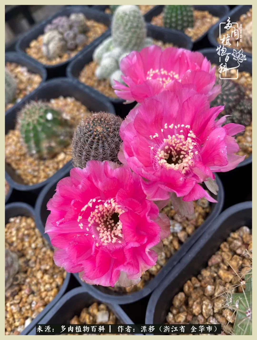 仙人球开花的惊艳瞬间,仙人球开花惊艳了6月