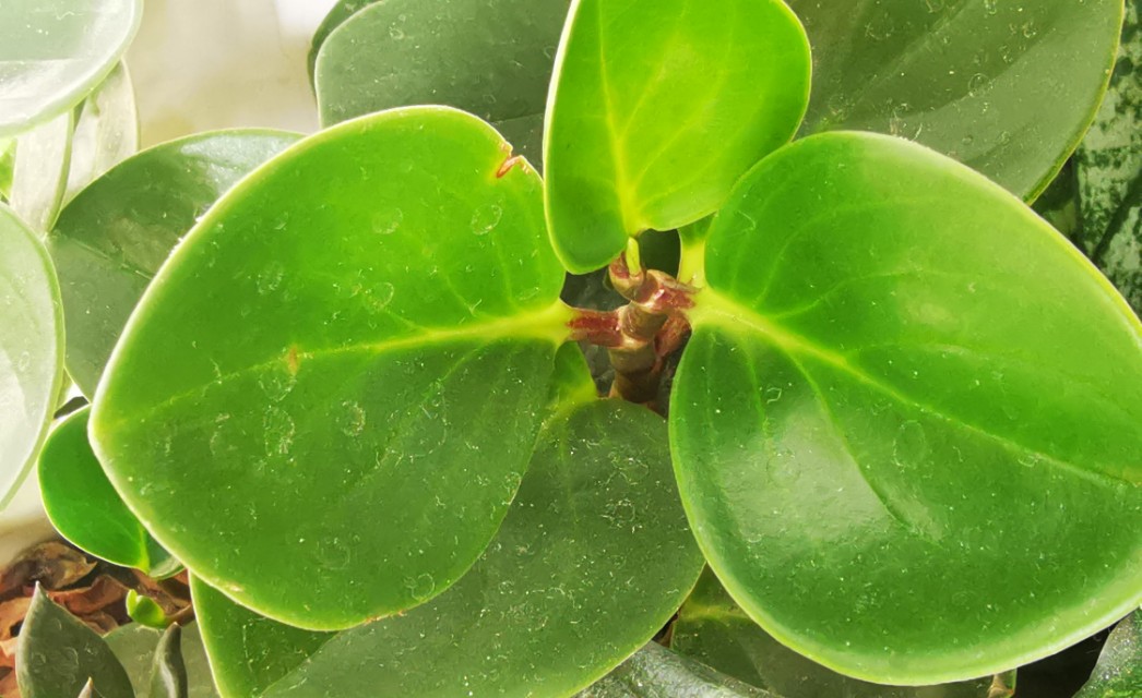 人教版中考成语题库,人教版初中语文成语选择题及答案