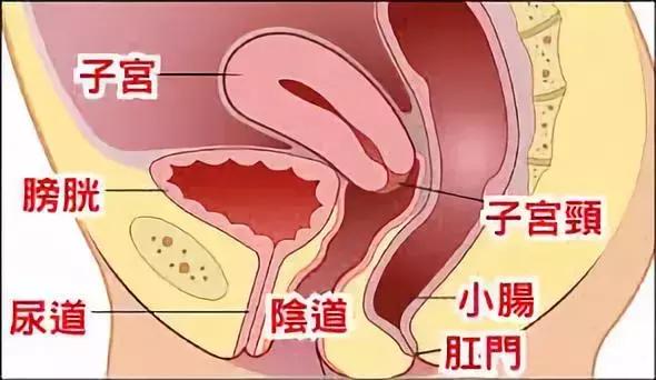 月经杯卫生巾内置棉条,月经杯卫生巾棉条