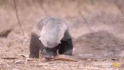 平头哥和蛇獴被蛇咬后的症状,平头哥被蛇咬了为什么不会死