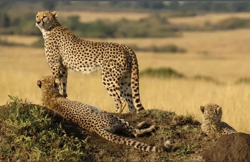 狗狗真是一种神奇的动物,狗狗是什么科的动物