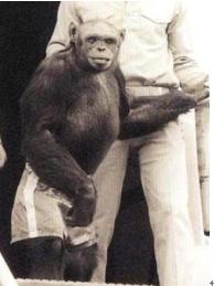 人类进化背后的万年相亲博弈：我们的祖先也爱酷哥