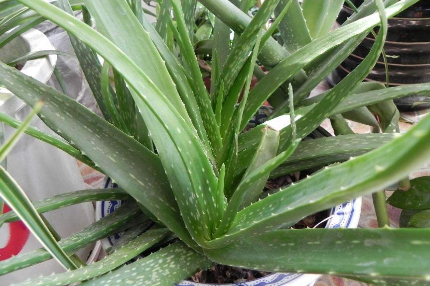 卫生间有异味净化器推荐,卫生间最好除臭物是什么