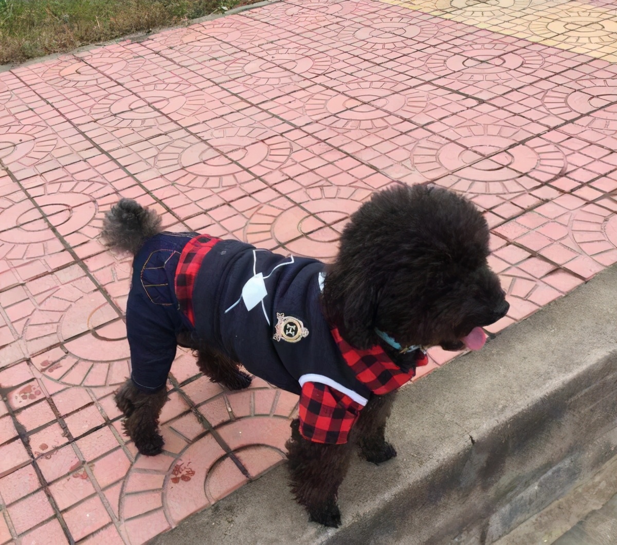 泰迪的饲养方法和注意事项,泰迪一岁喂养注意事项