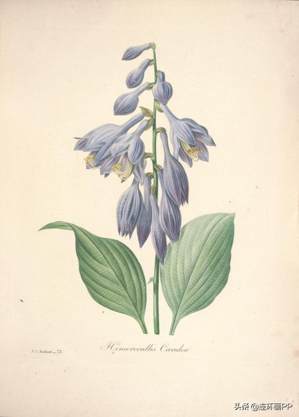 插画风简单的花手绘图片,唯美手绘田园插画图片大全