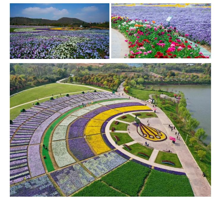 五一不能错过的花海,五一不能错过的美丽花海