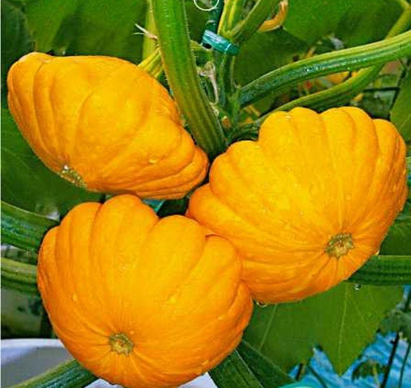 这种野瓜似飞碟人称“飞碟瓜”，味道鲜美做法多，你吃过吗？