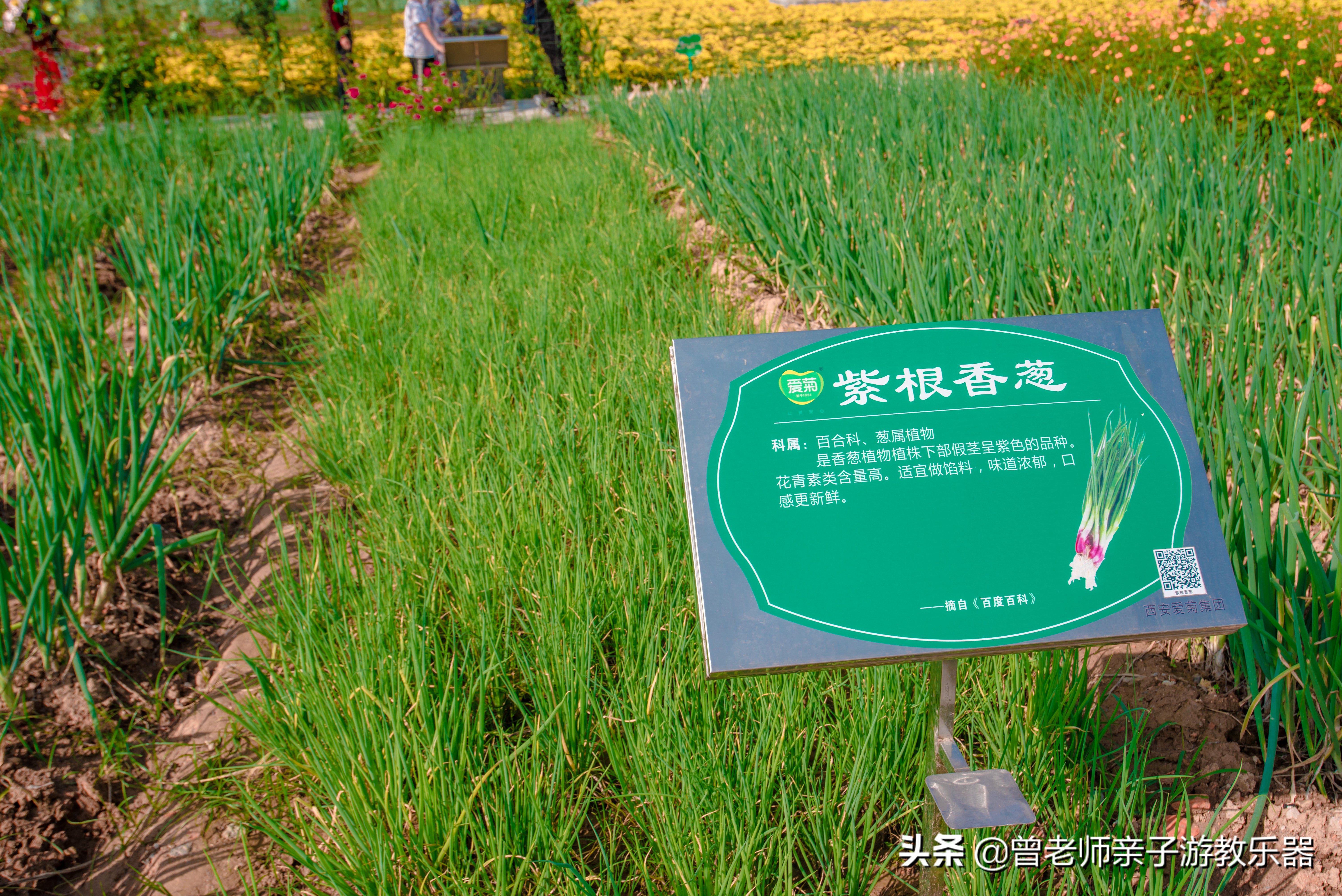 西安菊花节9.9元门票,爱菊菊花节怎么去