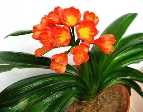 君子兰根系少量腐烂如何修剪,君子兰枯萎了怎么拯救