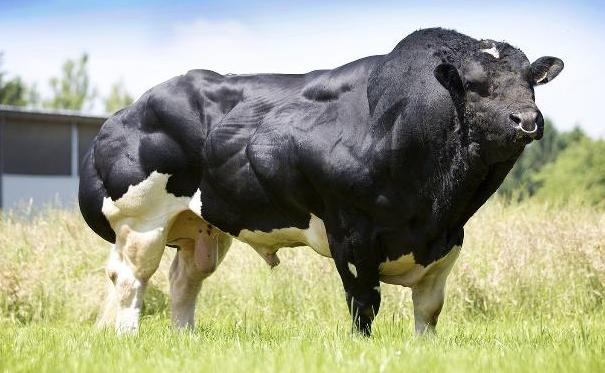 世界上最强壮的野牛印度野牛,云南现世界最大体型的牛印度野牛