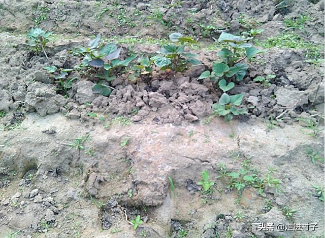 红薯怎样种出长条形,红薯怎么种植长藤