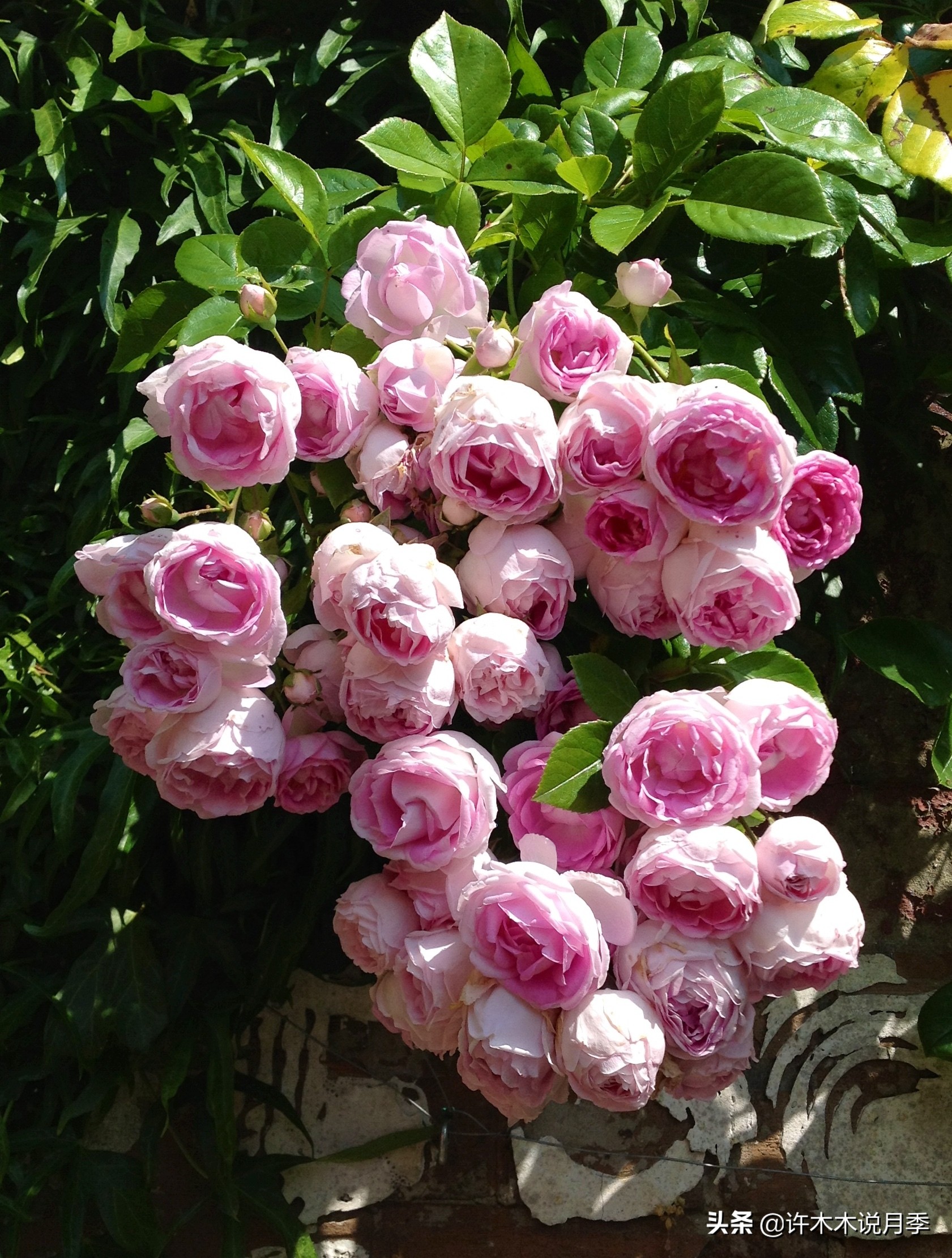 什么花藤好养又常年开花,花期长好看又好养的藤花